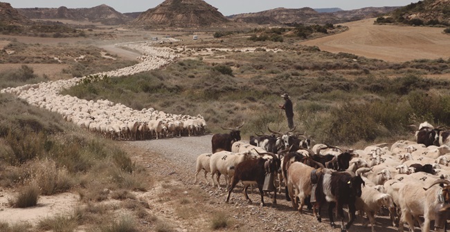 Nuestro sindicato defiende que el pastoreo extensivo debe ser favorecido por la PAC