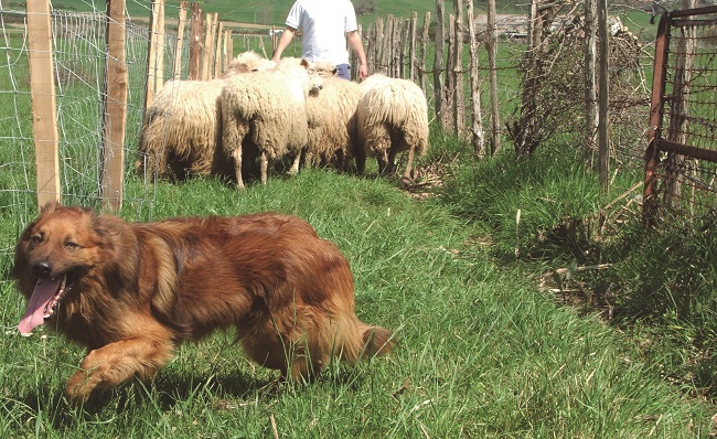 Los perros pastores ejercen una labor reconocida en la reforma de la ley