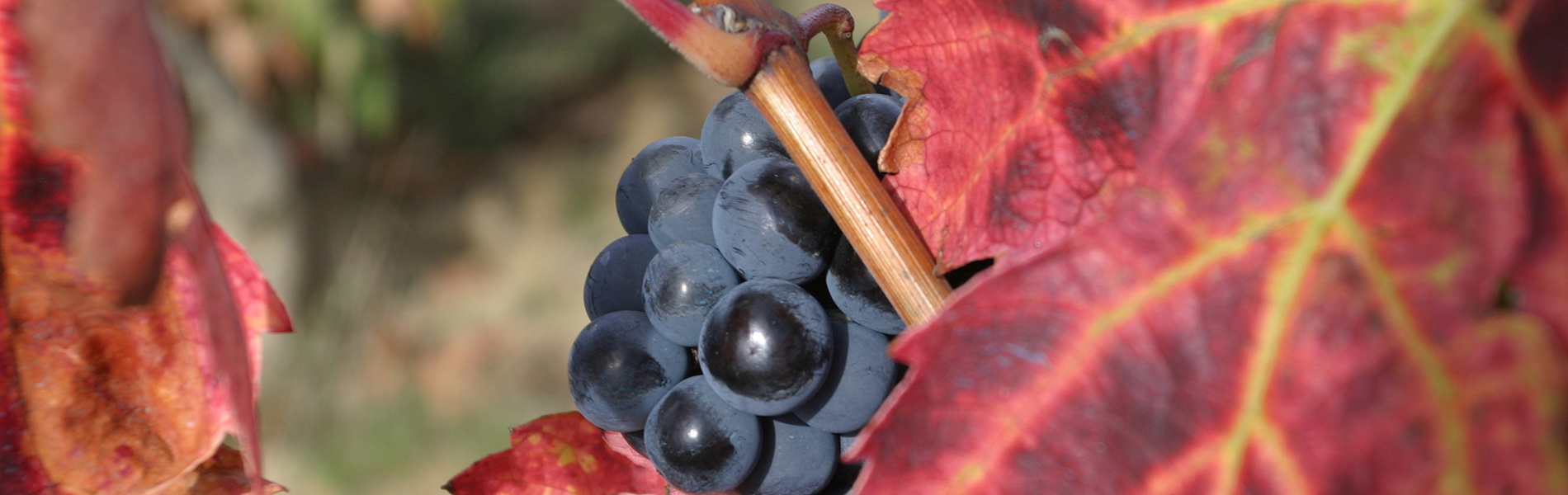 El viñedo mantiene un estado vegetativo correcto.